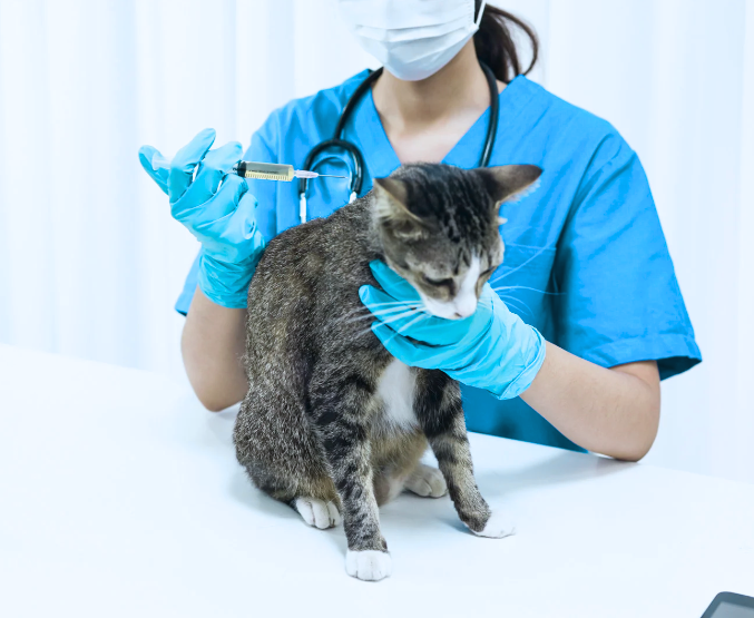 veterinarian ppc company USA