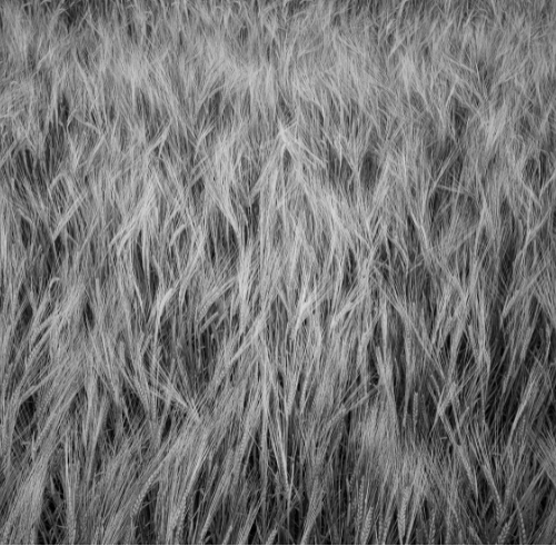 Black Floral Roman Blinds