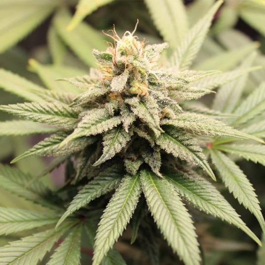 Cannabis Delivery California: What Customers Need to Know - Newsglo