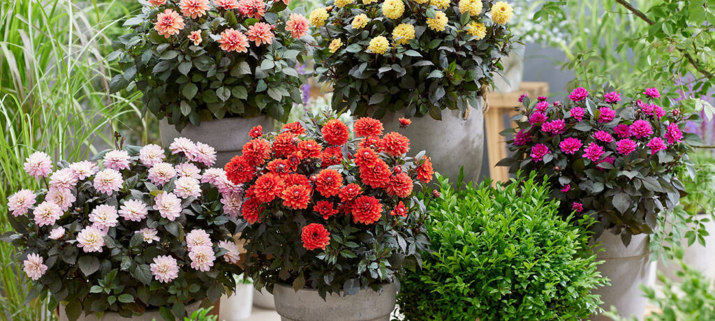 new plants in australia