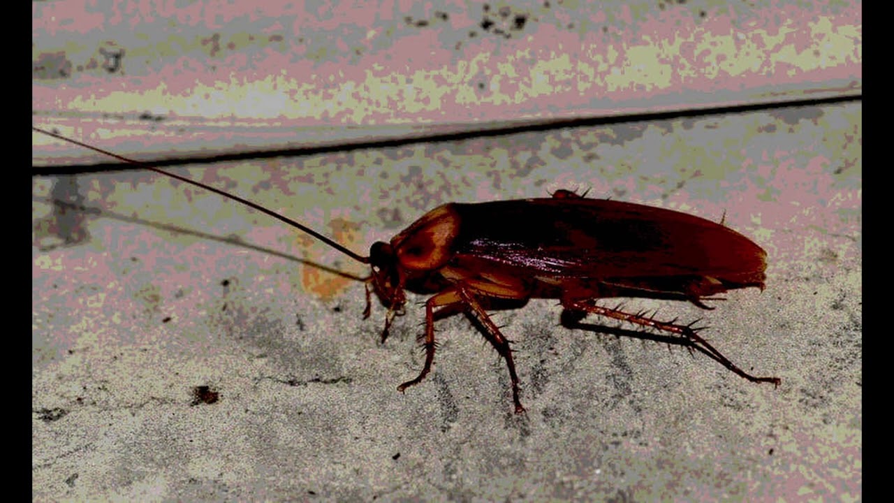 German cockroach on indoor surface, common household pest identified by Perfect Pest Control during professional inspection