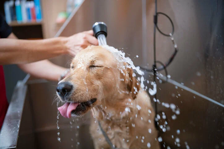 dog wash monrovia