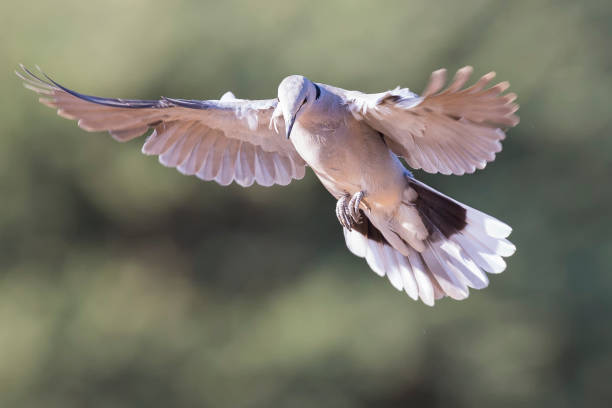 bird control in dubai
