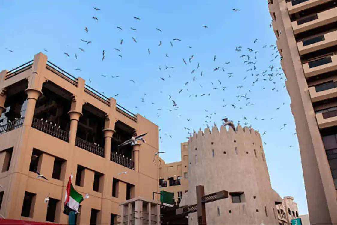 bird in dubai