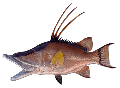 Discover Premium Mounted Fish for Sale: Ready-to-Ship Fish Replicas for Every Angler - Newsglo