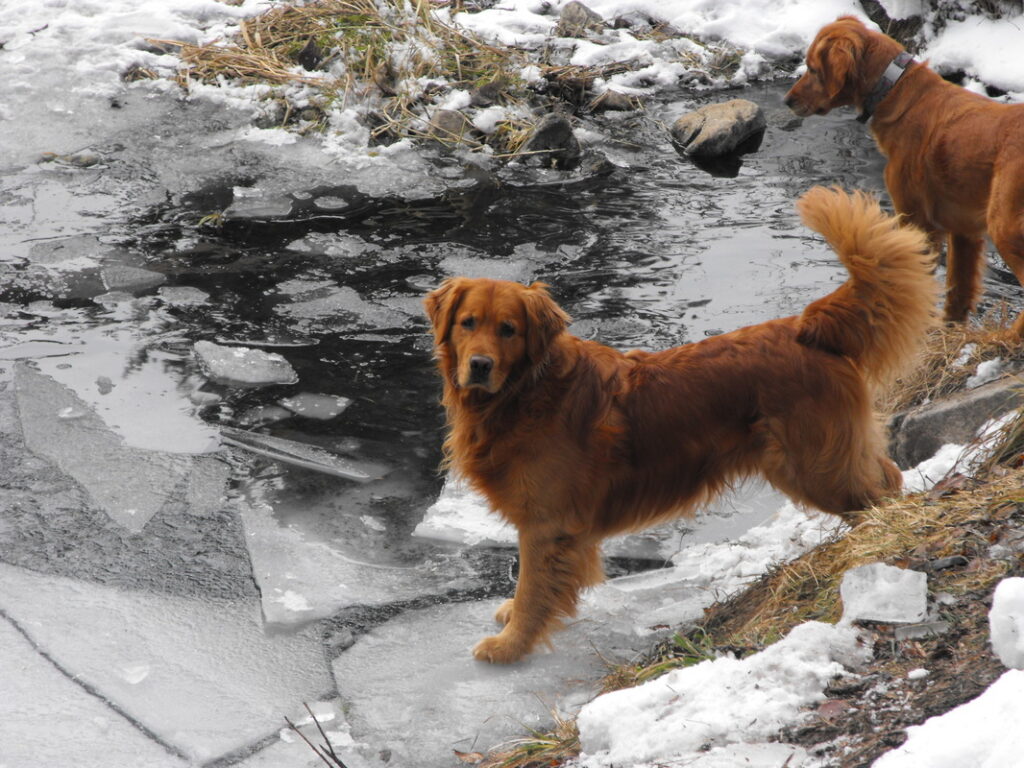 golden retriever breeders near me