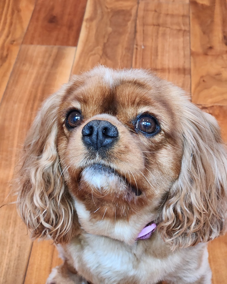 Signs Your Dog May Need Expert Behaviour Support - Newsglo