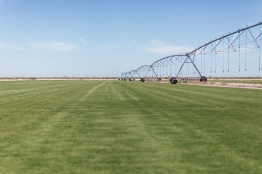 A Complete Guide on Bermuda Grass in Florida! - Newsglo Bermuda grass Florida