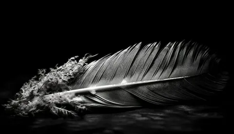 Transform Walls with Feathered Photography Art - Newsglo Feathered Photography Art