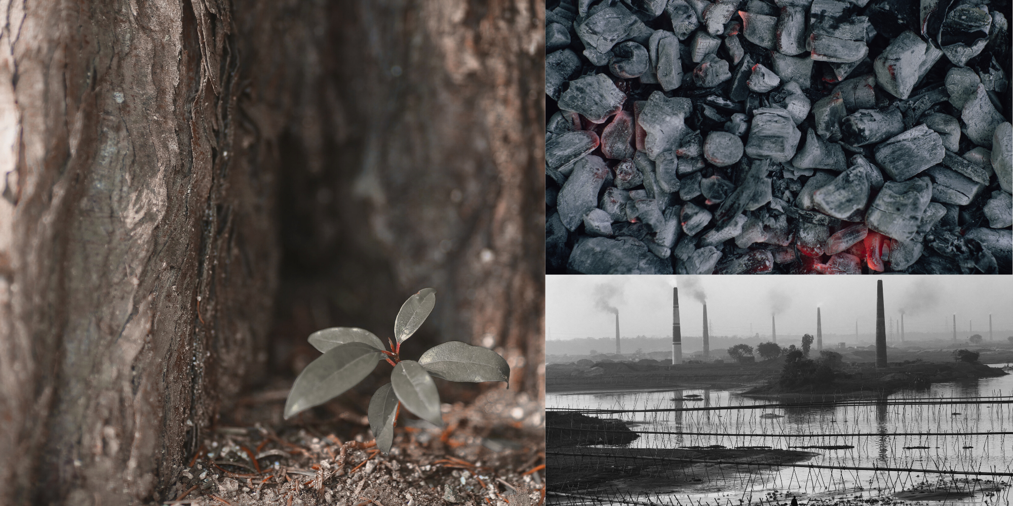 Carbon Credits with Nature Based Solutions