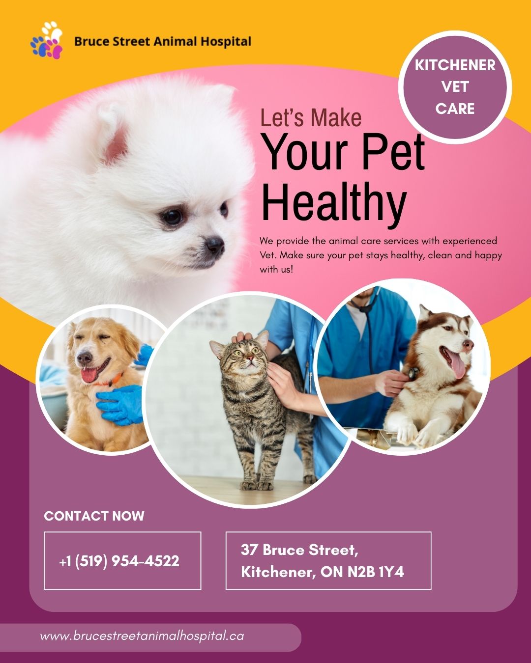 Kitchener vet care