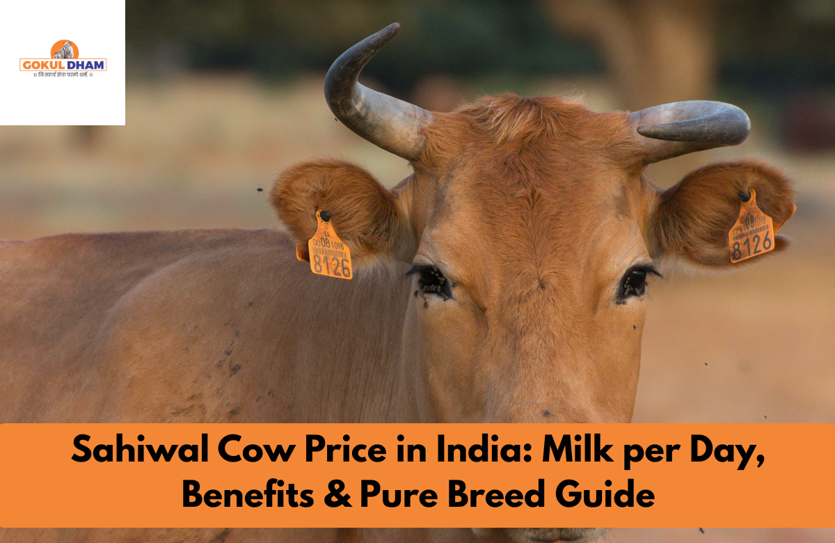 Sahiwal cow price - gokuldham