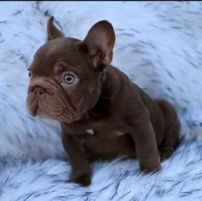 Frenchie Breeder Florida