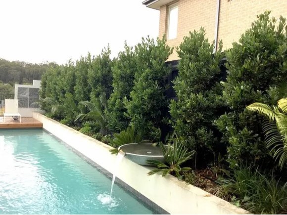 Why Are Privacy Hedges an Ideal Choice for Creating Garden Boundaries? - Newsglo Why Are Privacy Hedges an Ideal Choice for Creating Garden Boundaries? - Newsglo