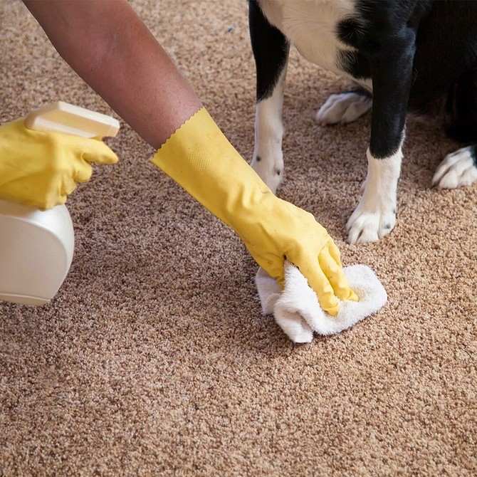 Expert Carpet Cleaning in Mountain View, CA | Professional Services