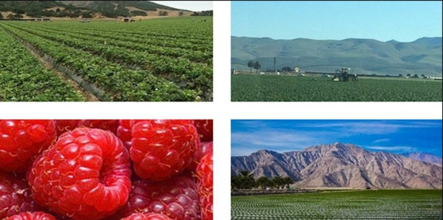 Agricultural Taxation Expert Santa Maria, Oxnard