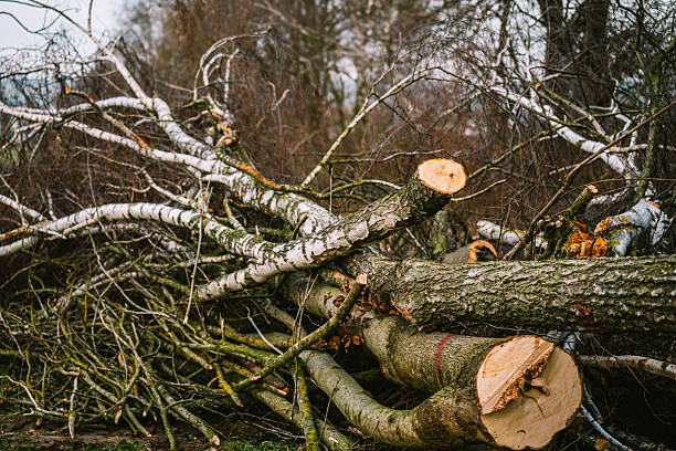 24/7 Tree Surgery Preston