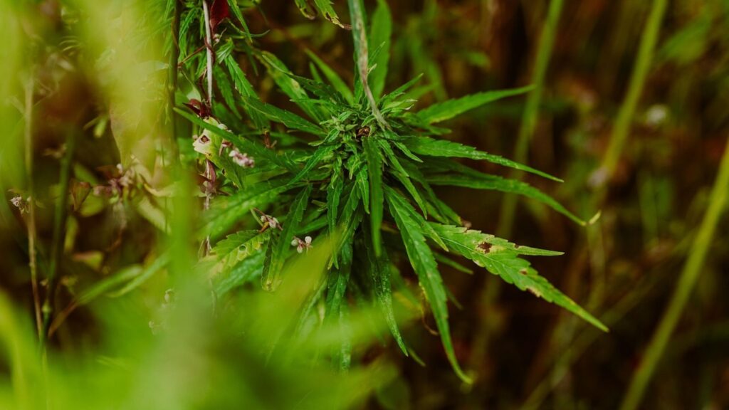 legal weed dispensary store